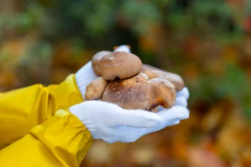 Fotobehang Muziek きのこ狩り  © naka