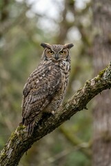 Obraz premium Great Horned Owl Portrait with Yellow Eyes on Tree Branch