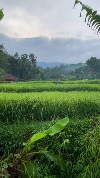 A stretch of green rice fields with a backdrop of hills in the morning. Rural atmosphere