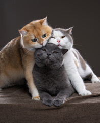 Three fluffy British Shorthair cats in different fur colors lie comfortably on top of each other and cuddle