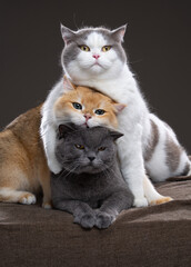 Three fluffy British Shorthair cats in different fur colors lie comfortably on top of each other and cuddle