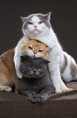 Three fluffy British Shorthair cats in different fur colors lie comfortably on top of each other and cuddle