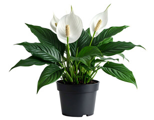 Lush green houseplant with white flowers in a black pot
