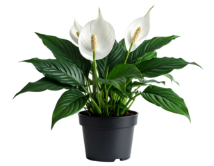 Lush green houseplant with white flowers in a black pot
