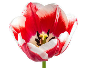 Open red and white tulip flower with green stem on black background