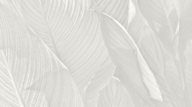 Close view of leaves showing natural patterns and textures in a light background