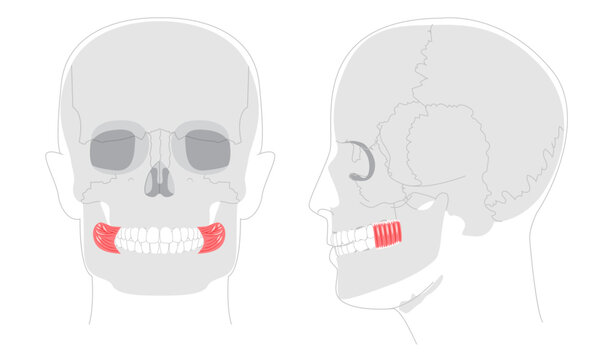 Buccinator - Human cheek muscle in anatomy chart, aids in mastication by compressing the cheeks, important for blowing and chewing, used in health education.