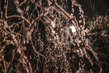 Icy branches and snowfall in the light of a lantern.Streetlight Illuminates Snowy Night Landscape.Texture of snow and branches of yew in snow 