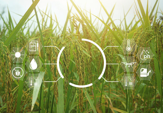 Smart farming technology in rice field showing digital interface icons for soil pH, temperature, moisture, sunlight, drone, and pest control, representing precision agriculture.