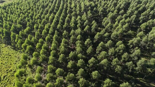 Drone Shot Flying Over Green Rows of Eucalyptus Trees