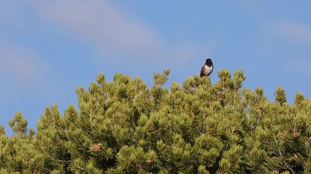 A Spotted Towhee atop a beautiful pinyon pine tree in New Mexico, with blue sky background