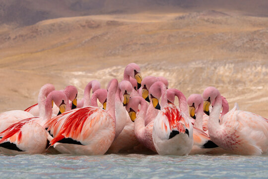 Close up of a dense flock of pink flamingos wading in high-altitude lake