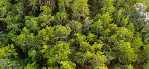 High altitude drone photograph looking down at a spread of green pine trees in a forest offering a...