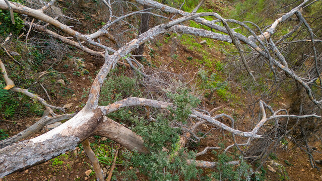 High angle view of fallen dry tree branches and weathered gray roots lying on the forest floor among green bushes representing natural decay and the cycle of wilderness life