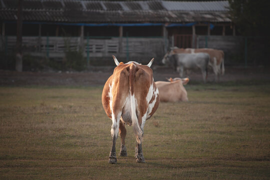 Rear view of a Prim Holstein cow butt and back standing in a pasture near farm buildings at Zasavica Serbia, emphasizing hindquarters, tail, and udder, on dairy conformation and livestock management.