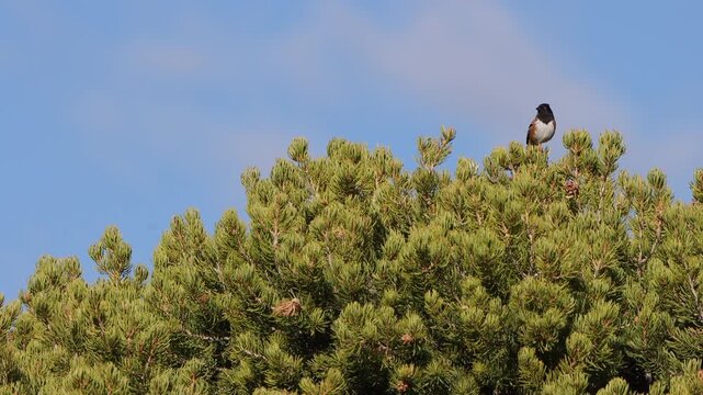 A Spotted Towhee atop a beautiful pinyon pine tree in New Mexico, with blue sky background