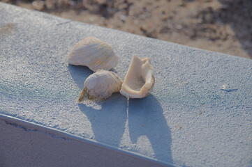 Three Seashells On A Frosted Surface Casting Long Shadow At The Beach In Dawn Light. Close-up of three seashells resting on a frosted blue surface, casting distinct shadows. Subtle beach ambiance and 