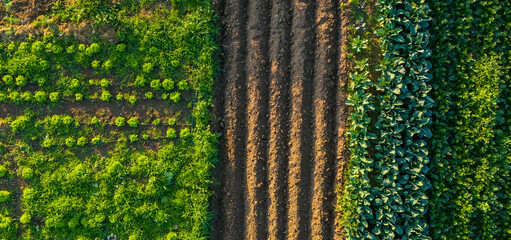 Bird Eye View Of Diverse Vegetable Patch With Distinct Rows Of Green Plants And Plowed Earth Showcasing Small Scale Farming And Gardening Practices