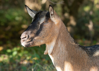 portrait of a goat looking into the frame
