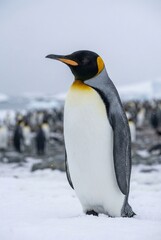 Fototapeta premium King Penguin standing in snowy Antarctica landscape close up