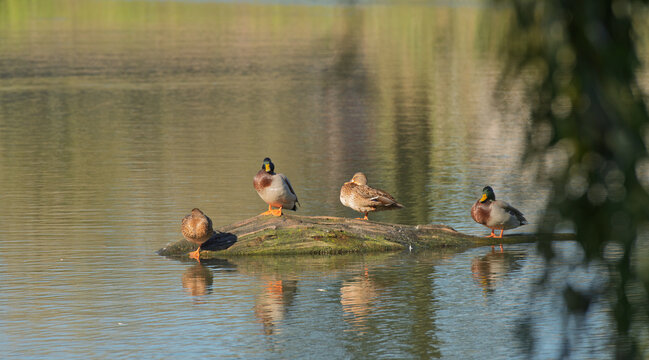 a family of wild ducks sits on a log in the middle of a lake