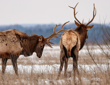 Cute Elk Bull Poking his Buddy Nudging for Sparring Play Time