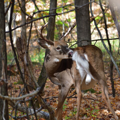 Male whitetail deer grooming itself.