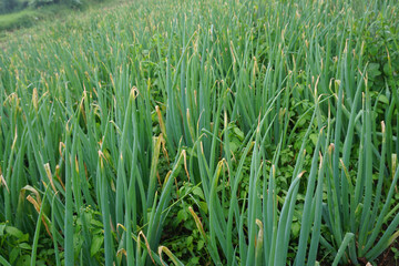 Close-Up of Fresh Green Onions (Scallions) Growing in the Soil