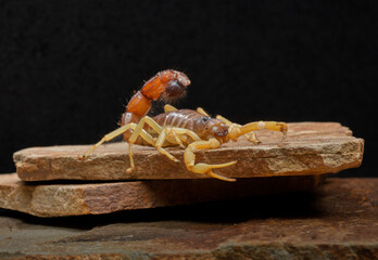 Macro photo of a live real scorpion with skin texture isolated