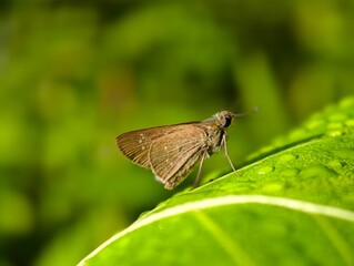 A brown skipper butterfly photographed close up as it perches on a wet green leaf