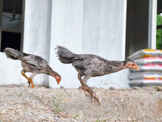 a picture of two young gray chickens looking for food around a rough concrete edge