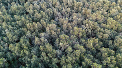 Aerial Texture Of A Dense Forest Canopy With Autumnal Colors Beginning To Show Mixed With Green Foliage Viewed From A Birds Eye Perspective