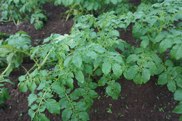 Lush Green Tomato Plants Growing in Large Field