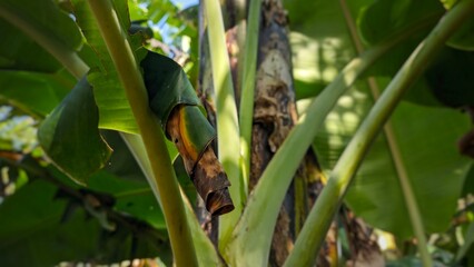 Fresh, tightly rolled banana leaf unfurls in a vibrant spiral, symbolizing organic growth, tropical vitality, and nature's cocoon.