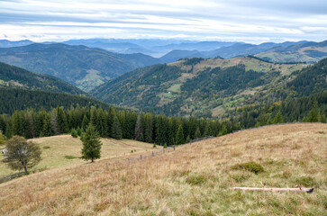 Obraz premium Wide hillside scene with grassy slopes, scattered trees, and dense evergreen forests fading into distant mountains beneath a dramatic, overcast sky. Peaceful and expansive natural scenery. Carpathians