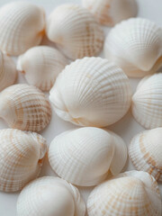 A close-up arrangement of white and lightly patterned seashells on a clean background
