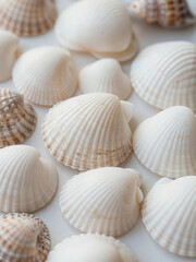 A close-up arrangement of white and lightly patterned seashells on a clean background