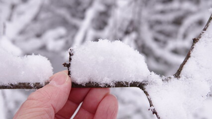 Śnieg na cienkich gałązkach drzewa