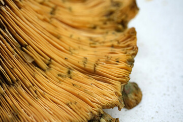 Side view of the gill structure of a saffron milk cap mushroom focusing on the fragile ridges and...