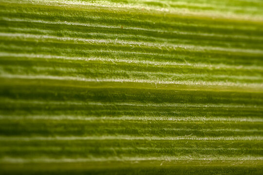 Macro texture of a green corn husk leaf showing the parallel veins and the fibrous structure of the plant material in high resolution