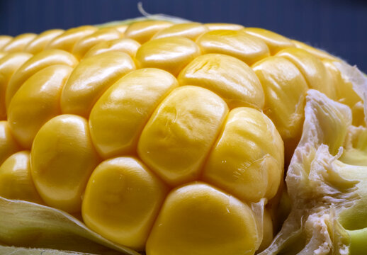 Macro photography of corn kernels focusing on the dented shapes and the smooth skin texture of the sweet yellow vegetable seeds