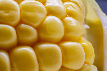 Extreme macro view of bright yellow corn kernels on the cob emphasizing the smooth and shiny surface of the individual seeds in high detail
