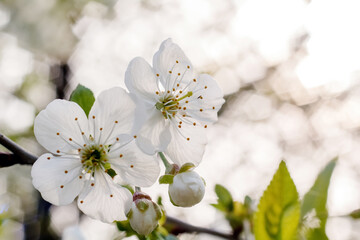 A close up of two white cherry blossoms with yellow stamens and buds against a blurry background