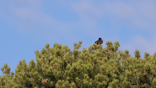 A Spotted Towhee atop a beautiful pinyon pine tree in New Mexico, with blue sky background