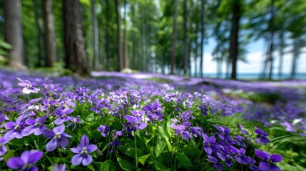 Purple Violets Blooming in Forest
