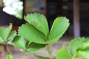 Leaves of Fragaria virginiana, known as Virginia strawberry, wild strawberry, common strawberry, or mountain strawberry. 