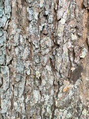Close up of Rough Tree Bark Texture with Lichen Growth and Natural Patterns