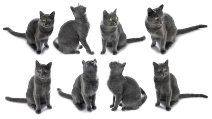 Cute grey cat on white background, set of photos