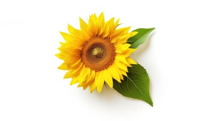 Obraz premium Vibrant Sunflower Bloom with Green Leaves Isolated on White Background, Natures Beauty.