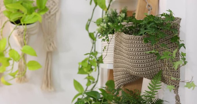 Beautiful potted houseplants on shelving unit indoors, closeup. Camera moving forward